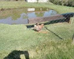 chacara-venda-chacara-a-venda-em-area-rural-de-juiz-de-fora-minas-gerais-1112345