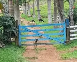 chacara-venda-chacara-para-venda-em-lima-duarte-minas-gerais-1099610
