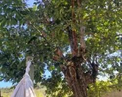 casa-venda-casa-a-venda-no-industrial-em-juiz-de-fora-minas-gerais-1099726